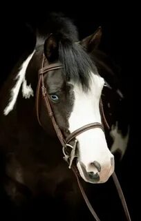 Horse but