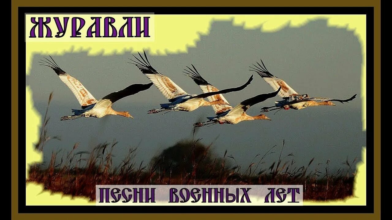 Кто спел песню журавли. Журавли песня. Песня Журавли Военная. Песня про белых журавлей Военная. Песни военных лет Журавли.