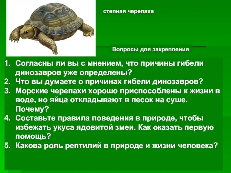 Вопросы про черепаху. О черепахе детям кратко. Черепаха презентация для детей. Черепаха для презентации. Значение черепах в природе и жизни человека