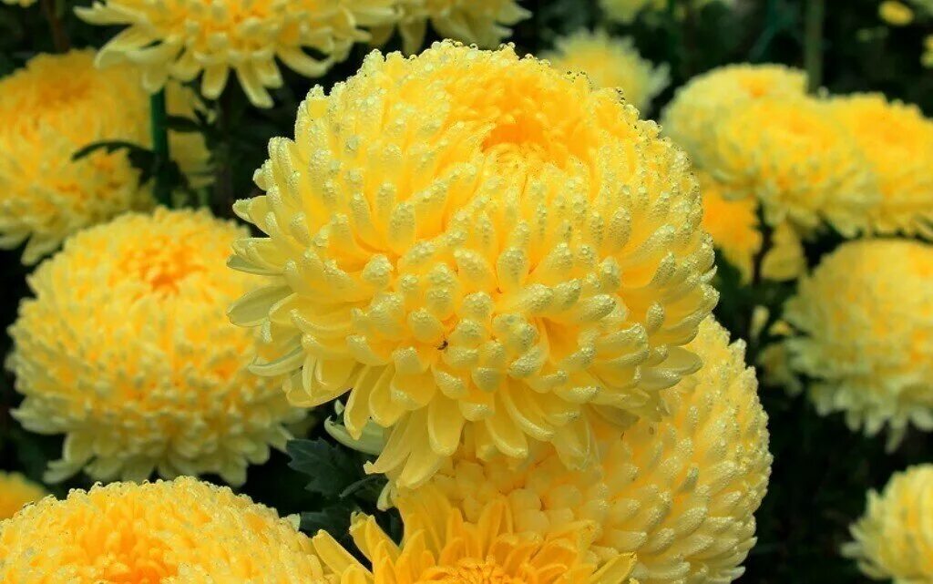 Хризантема хорнбилл. Хризантема одноголовая махровая. Хризантема гилберт пурпл. Хризантема кустовая цепебрайт. Хризантема сантини байкал.