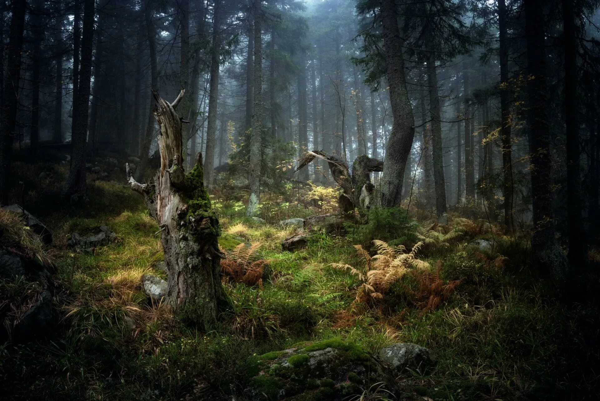 «лесная чаща в вероффе» гоген. Скандинавия лес шварцвальд. Темный дремучий лес. Темный дремучий лес. Дремучий лес значение.