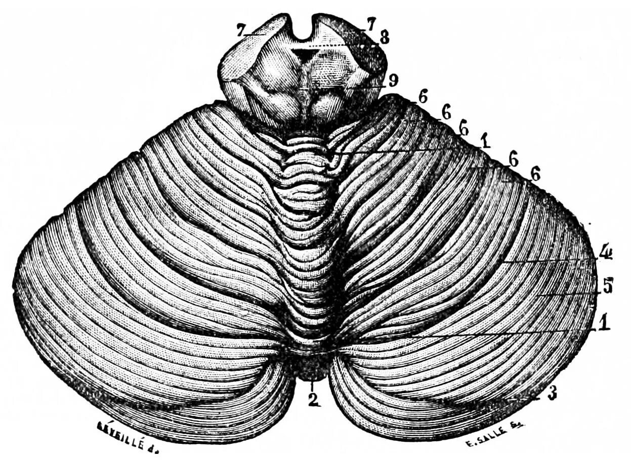 Мозжечок животных. Мозжечок (cerebellum). мозжечок препарат анатомия. мозжечок анатомия синельников. поверхности мозжечка анатомия.