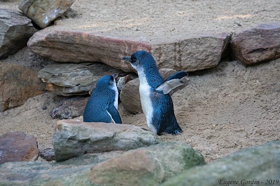 Малый австралийский Пингвин. Малый голубой Пингвин. Карликовый голубой Пингвин. Малый голубой Пингвин или Пингвин-Эльф.