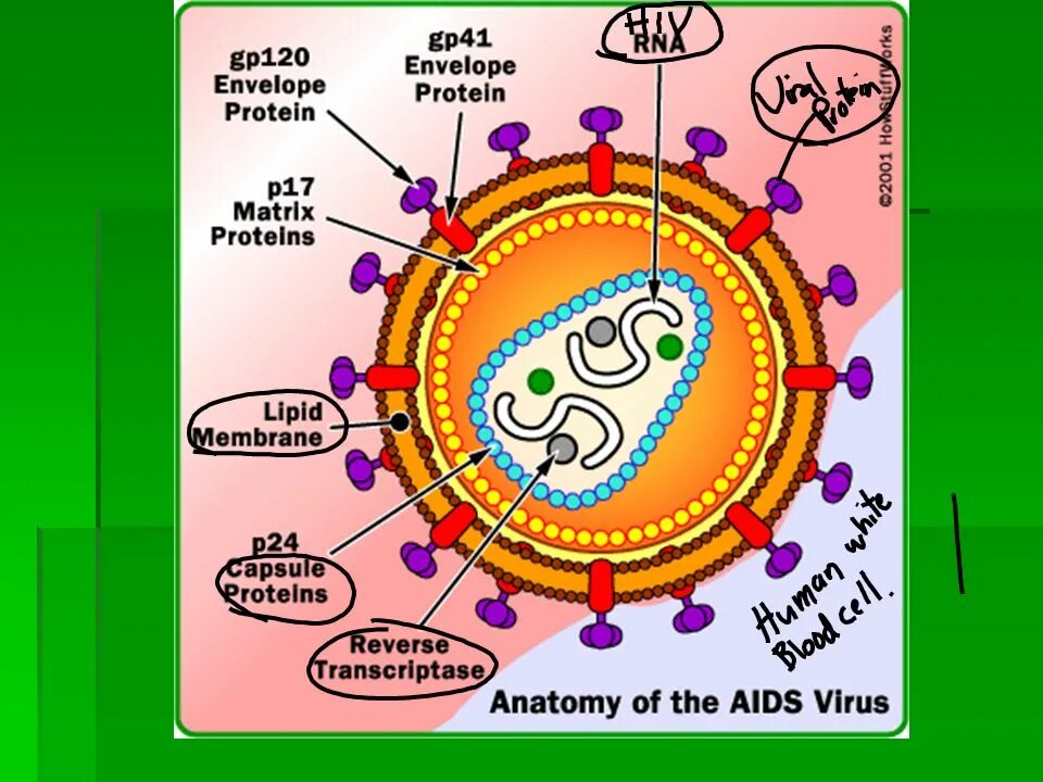 What is the virus
