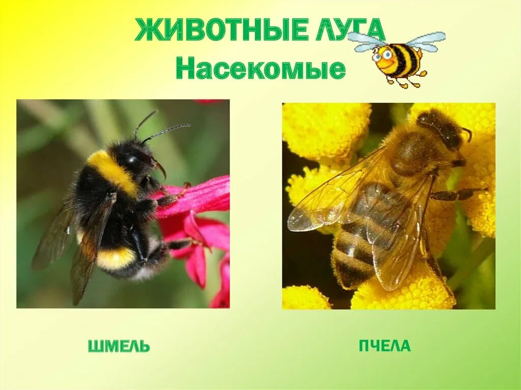 Информация о шмелях окружающий мир