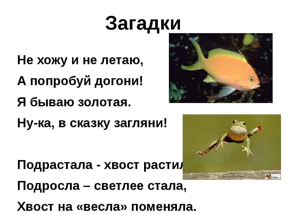 Загадки по биологии. Загадки про биологию. Загадки о животных по биологии. Загадки по теме биология. 5 загадок по биологии