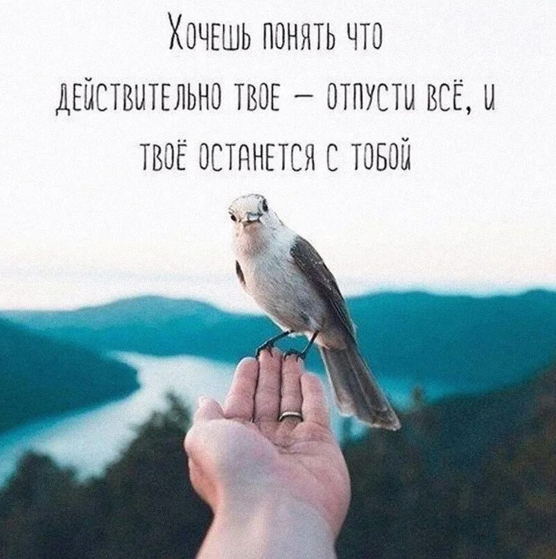 Как понять чего ты желаешь. Хочешь понять что твое отпусти все. цитаты про птиц и людей. хочешь понять что действительно твое отпусти. хочешь понять что действительно твое.