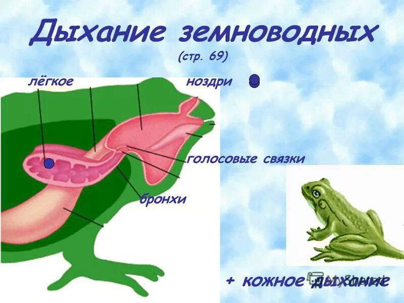 Тип дыхания у земноводных. Тип дыхания у земноводных