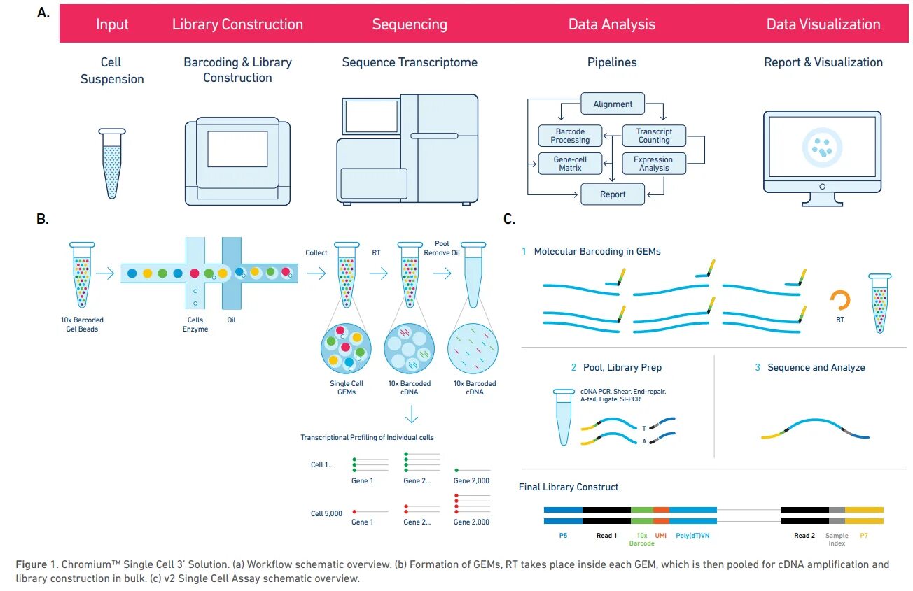 Cell analysis. Single cell 10x. 10x genomics. 10x genomics inc новости. single cell chromium controller.