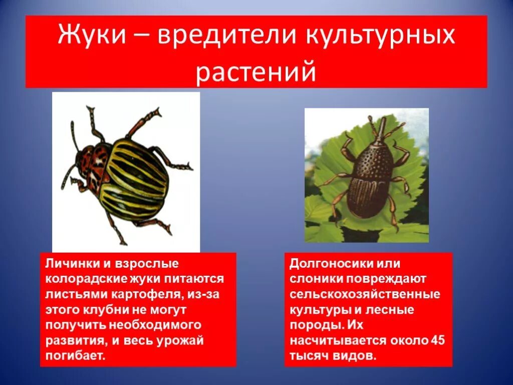 Сообщение на тему насекомые вредители. Насекомые вредители презентация. Слайд насекомые вредители. Сообщение на тему насекомые вредители. Сообщение на тему насекомые вредители.