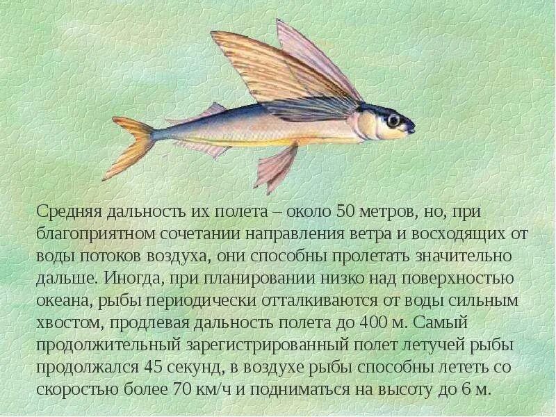 Сообщение о летающих. Летучая рыба интересные факты. интересные факты о летающих рыбах. сообщение о летучей рыбе. доклад про летающую рыбу.