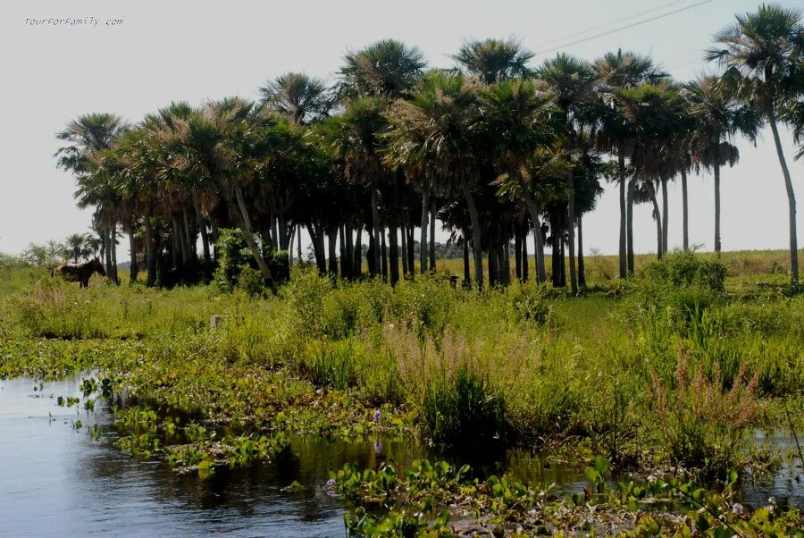 флора уругвая. растительность аргентины. флора аргентины. флора аргентины. растительность аргентины.