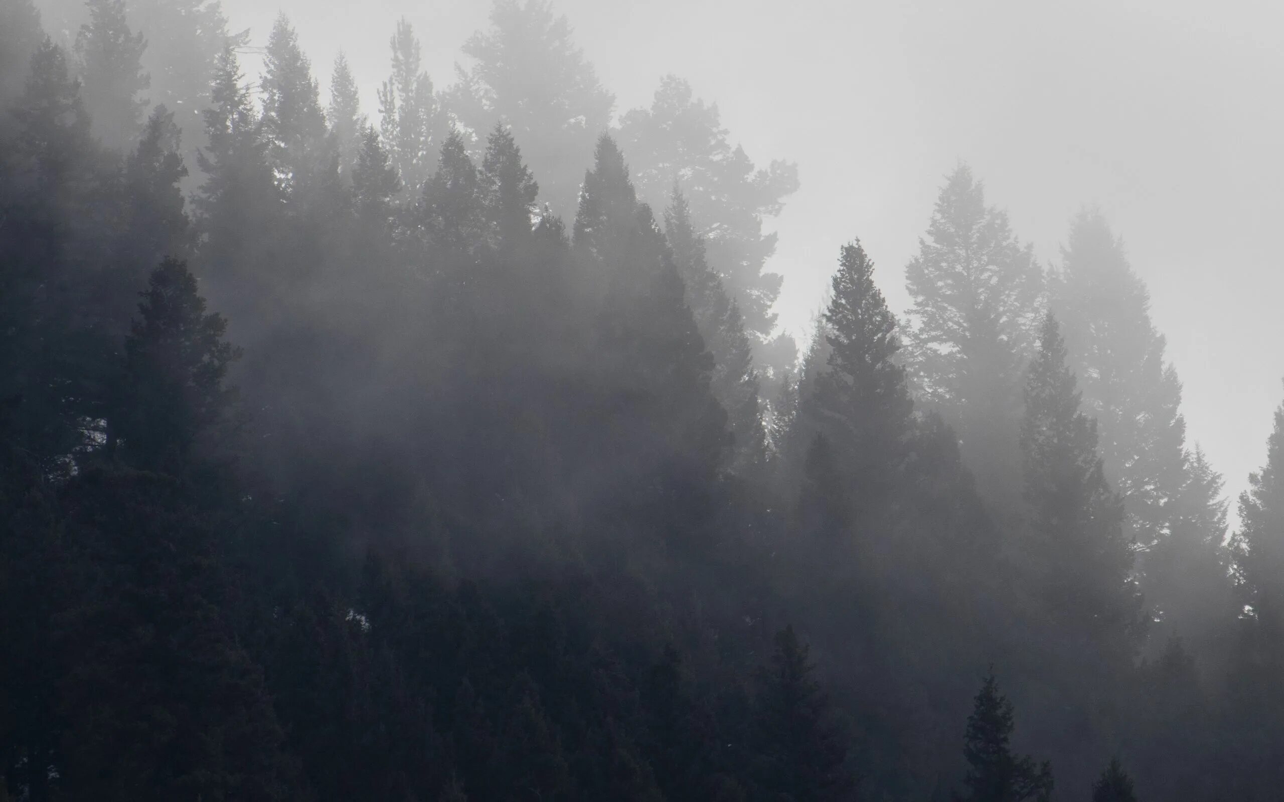 Туманная 8. Туманный лес 4k. Лес в тумане. Krasnoyarsk утро 1400x400 холода мрачно фото. Туманный лес таганай.