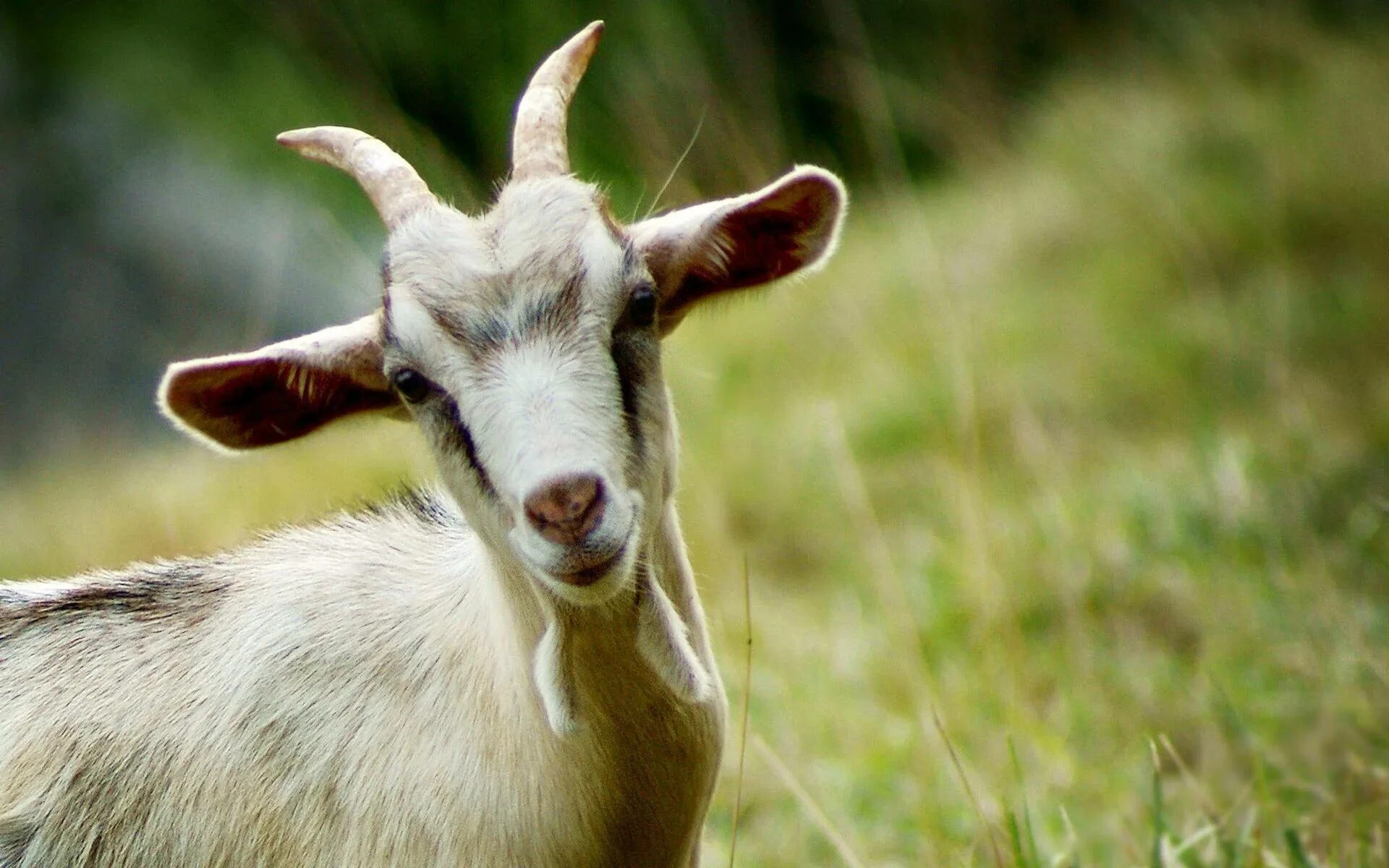Goat com. Коза Геншин. За. Красивая коза. Коза фото.