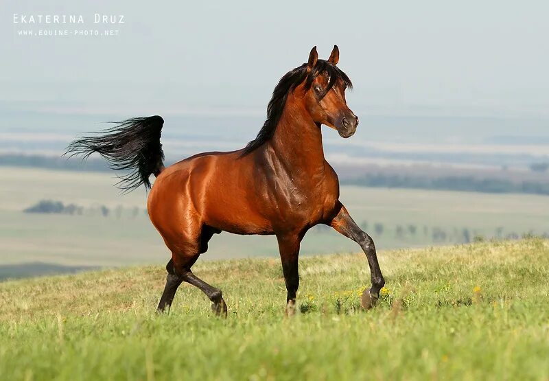 Арабская чистокровная лошадь. Новокиргизская лошадь. Арабатская лошадь. Свободная лошадь.