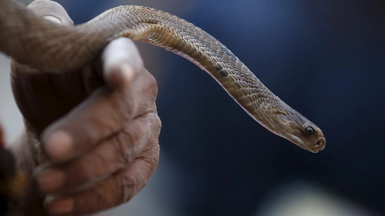 Змеи спасают людей. Змеи поедающие друг друга. Змеи спасают людей. Змеи спасают людей. Змеи спасают людей.