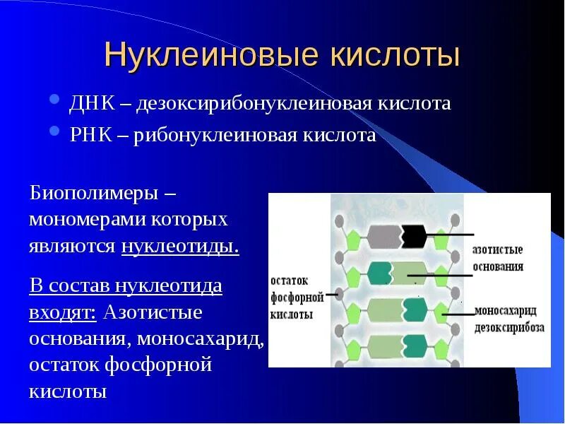 Рнк остаток фосфорной