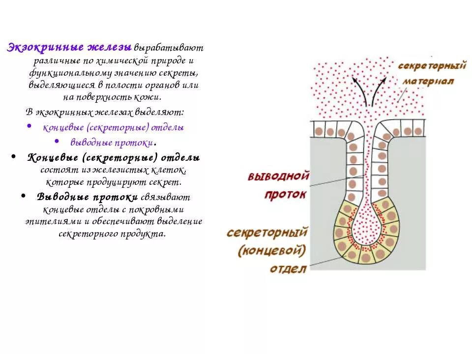 Экзокринные железы. Каким номером на рисунке экзокринная железа. Какой секрет выделяют сероциты.