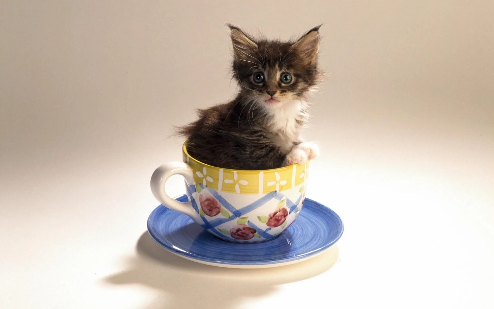 Кот утром картинка. Котик в чашке. Чашка с кошкой. Кошка в кружке. Милые котята в чашке.