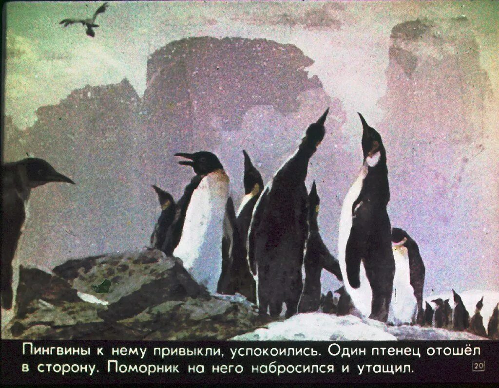 Г Снегирев Пингвиний пляж. Г. Снегирёв "про пингвинов" 11. Рассказ про пингвинов Снегирева Пингвиний пляж. Г Снегирева про пингвинов. Снегирев рассказы про пингвинов читать