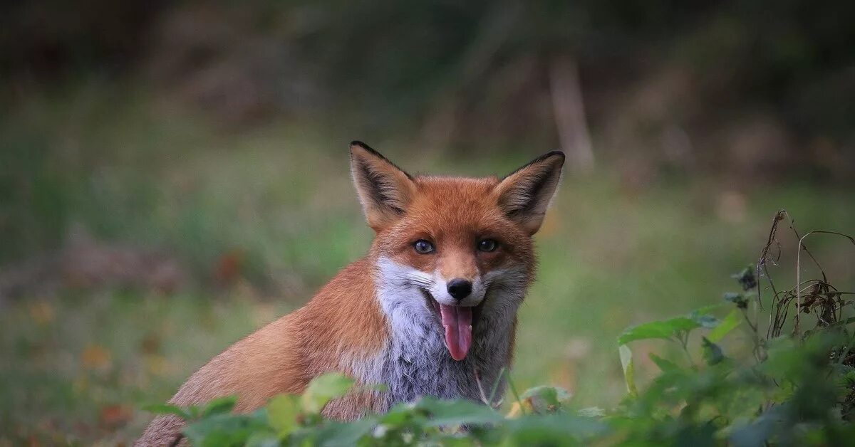 Лиса в подмосковье. Лиса в тайге. Лиса обои. Лиса. Р лисья.