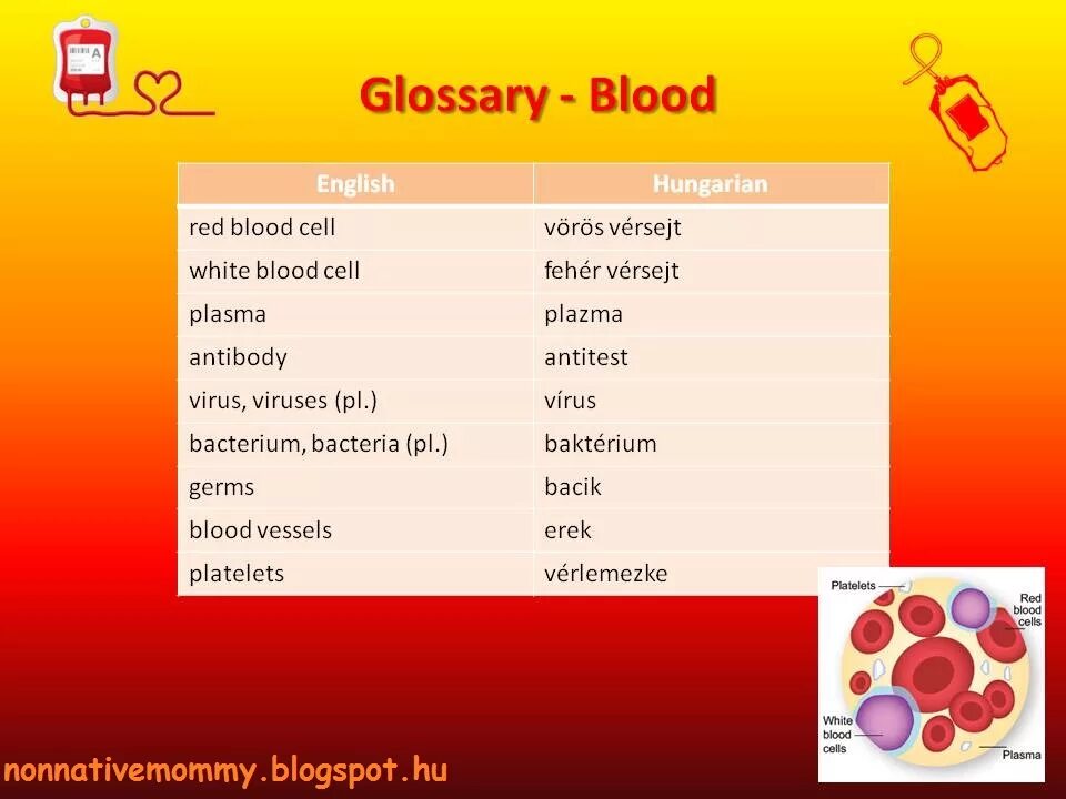 Blood eng. Группа крови blood type. Blood eng. Ab blood type. Группы крови на английском.