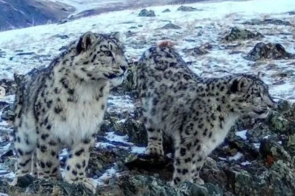 Снежный барс на алтае. Снежный барс алтайский заповедник. Снежный барс алтай. Фестиваль снежного барса горно алтайский фото. Снежный барс на алтае.