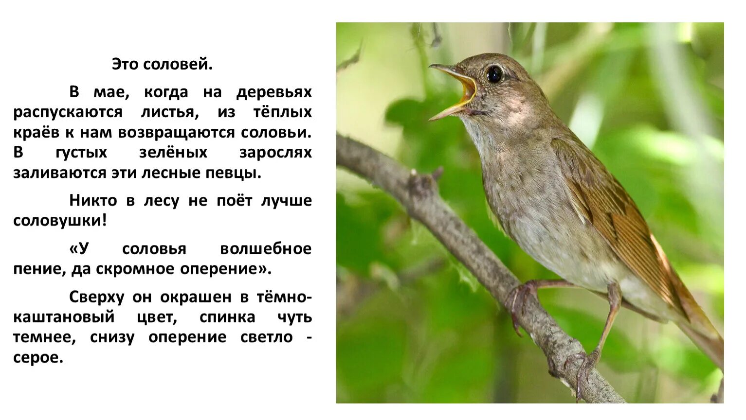 Сухомлинский стыдно перед соловушкой 1 класс презентация. Соловей. Стыдно перед соловушкой Сухомлинский. Стыдно перед соловушкой картинки. Сухомлинский стыдно перед соловушкой картинки.