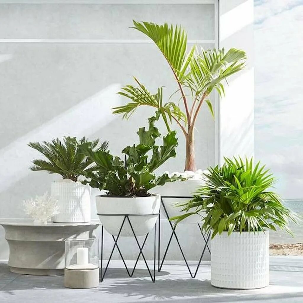 Indoor plants. West Elm горшки. Фитодизайн пальмы. Кашпо Джангл. Красивые горшки для комнатных растений.