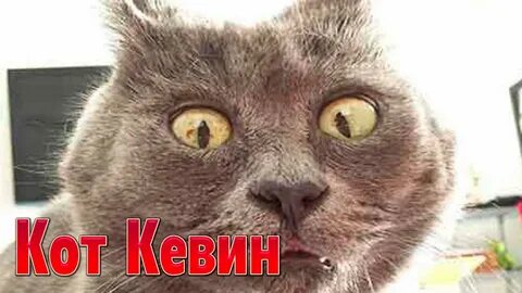 Кот с удивленным взглядом