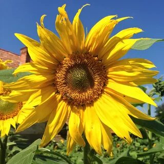 Sunflower отзывы