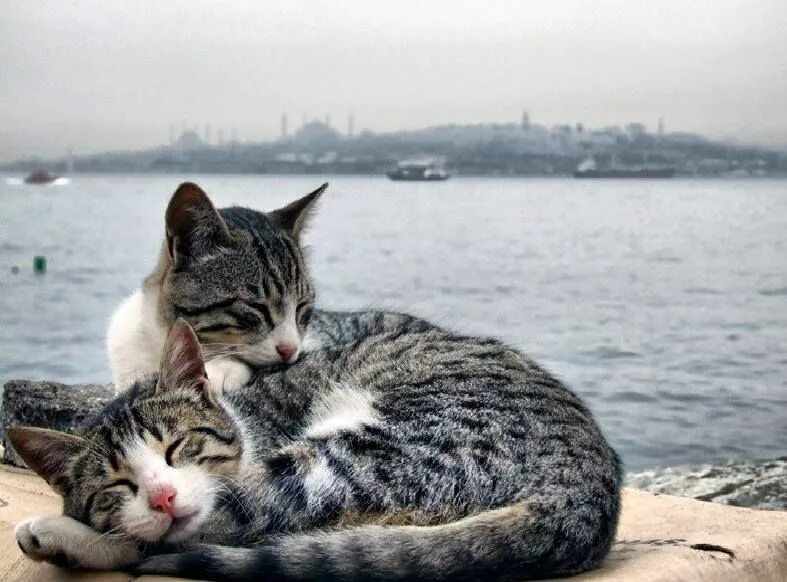 Turkey cats. Стамбульские коты. Коты в Стамбуле. Стамбул кошачий город. Город кошек в Турции.