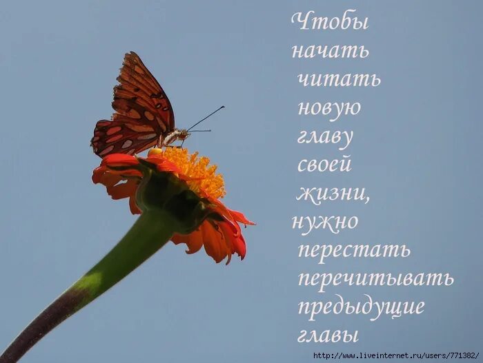 Высказывания про цвета. Цитаты про бабочек. афоризмы про бабочек. красивые высказывания про бабочек. красивые цитаты про бабочек.