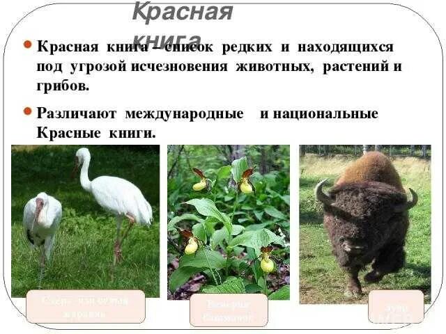 Какие животные находятся под угрозой. Растения и животные под угрозой исчезновения. животные находящиеся под угрозой. животные находящиеся под угрозой исчезновения. растения находящиеся под угрозой исчезновения.