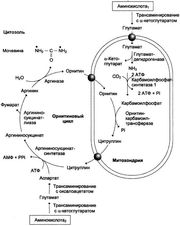 Орнитиновый цикл кребса. Орнитиновый цикл кребса. Пути обмена аминокислот биохимия. Аминокислоты мочевина. Аминокислоты мочевина.