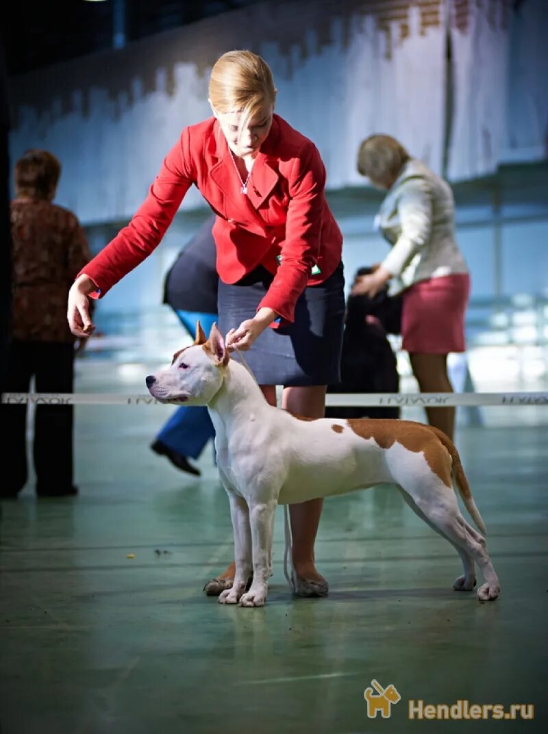 Вестминстер дог шоу. Человек выставляющий собак. Westminster dog show doberman. Хендлер одежда. Человек выставляющий собак.