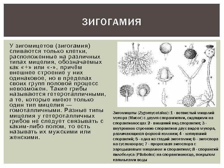 Каково значение мукора в жизни человека. Мукор зигогамия. Зигомицеты Тип мицелия. Зигомицеты размножение цикл. Зигоспоры мукор.