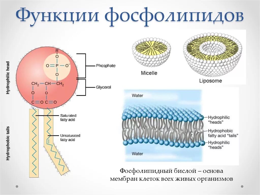 Фосфолипиды мембраны строение. Фосфолипиды мембран клеток структура. Строение фосфолипидов формула. Строение фосфолипидов в мембране.