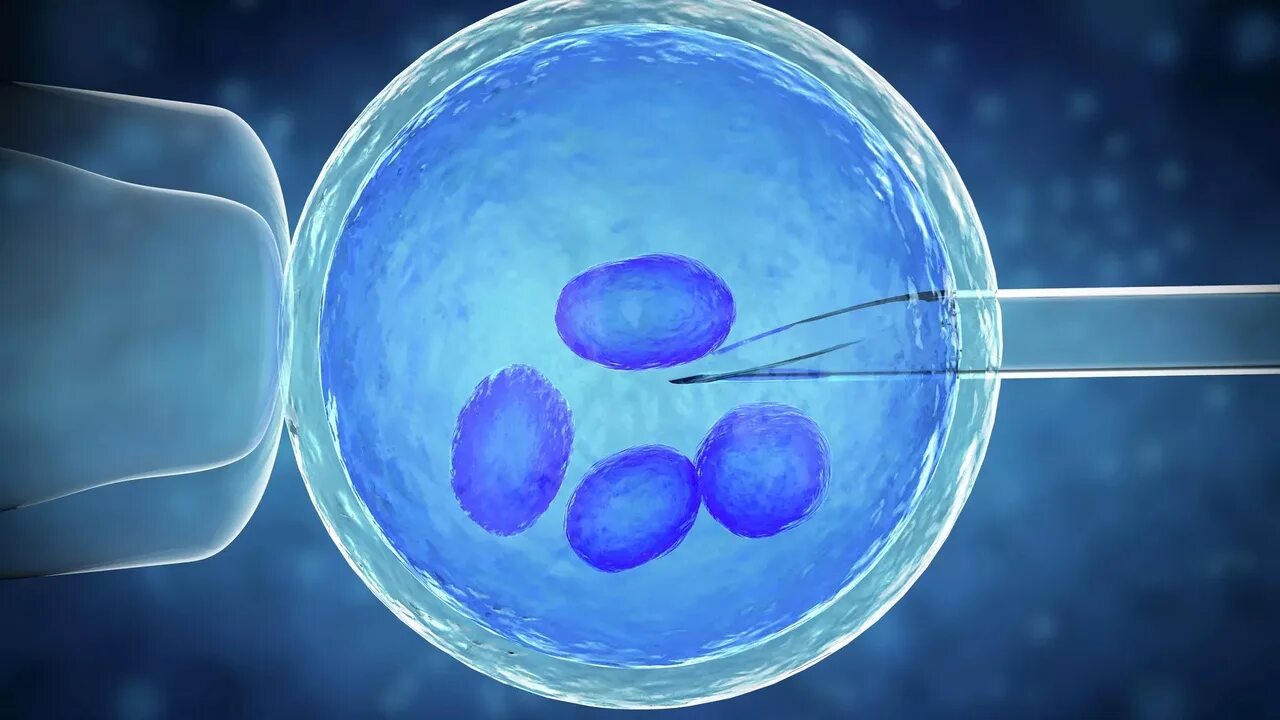 Эко экстракорпоральное оплодотворение. Инсеминация in vitro. Яйцеклетка. Искусственное оплодотворение яйцеклетки.