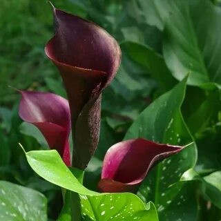 Калла блэк
