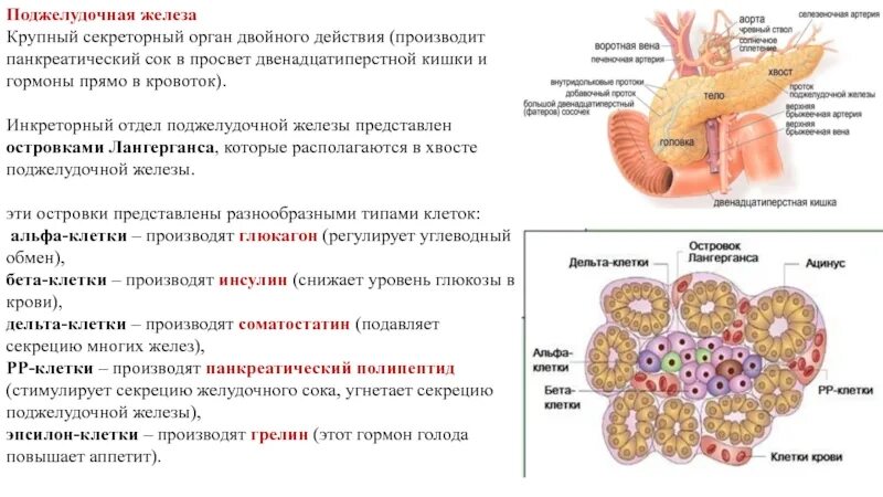 Функции клеток поджелудочной железы. Секреторный отдел поджелудочной железы. Внешняя секреторная функция поджелудочной железы. Клетки поджелудочной железы секретируют.