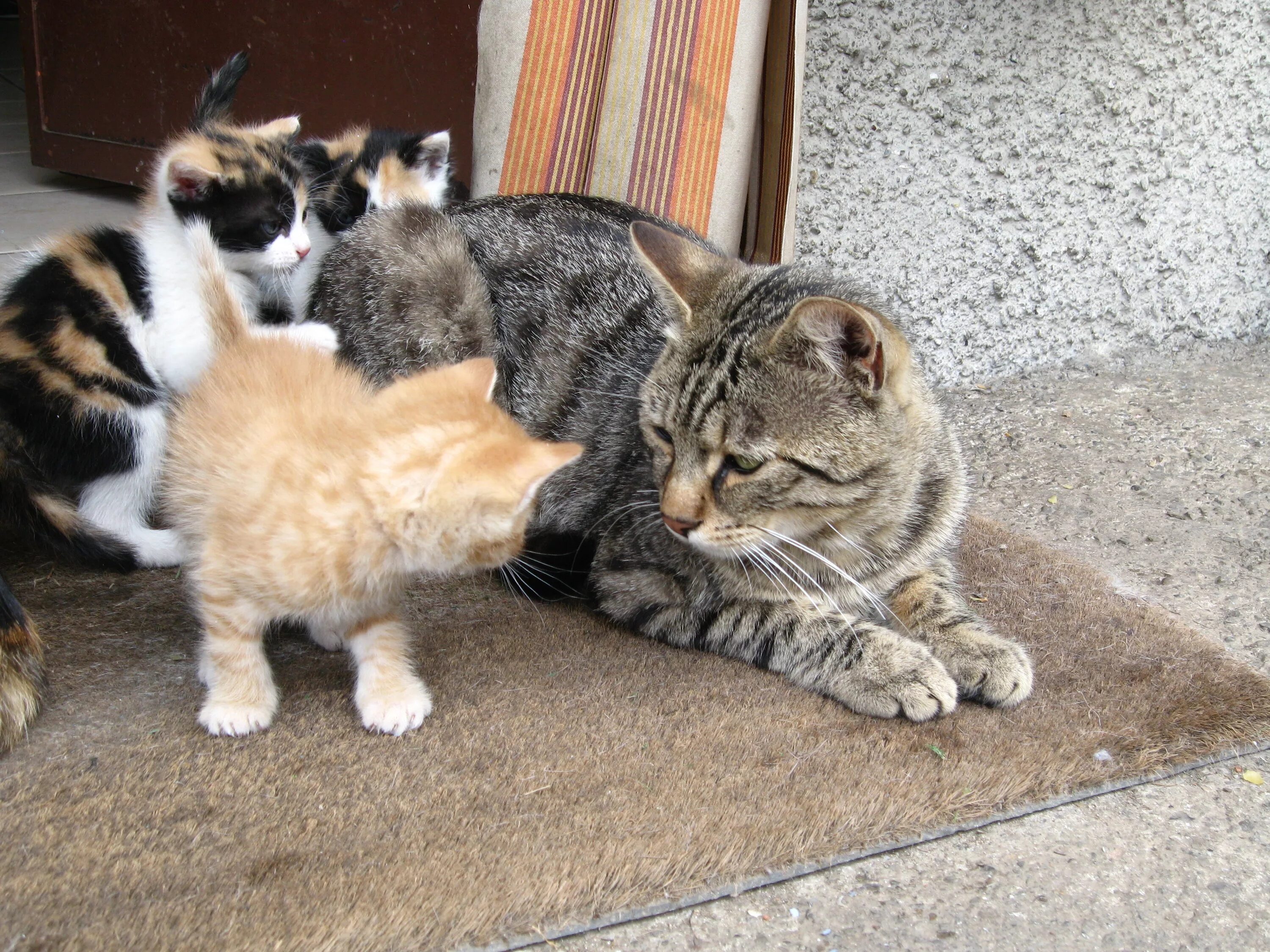 Детеныш собаки и кошки. Мама кошка. Рыжие новорожденные котята. Домашние котята. Забота собаки о своем потомстве.