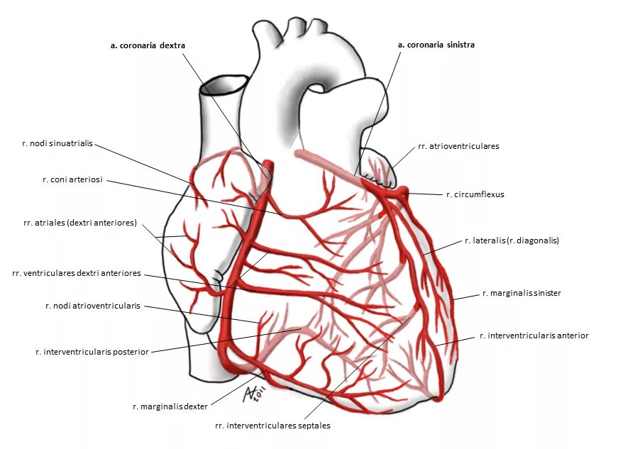Коронарные артерии кровоснабжают. Анатомия коронарных артерий. Венечные артерии сердца анатомия. Строение сердца коронарные сосуды. Топографическая анатомия коронарных артерий.