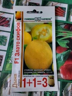 Дыня злато скифов