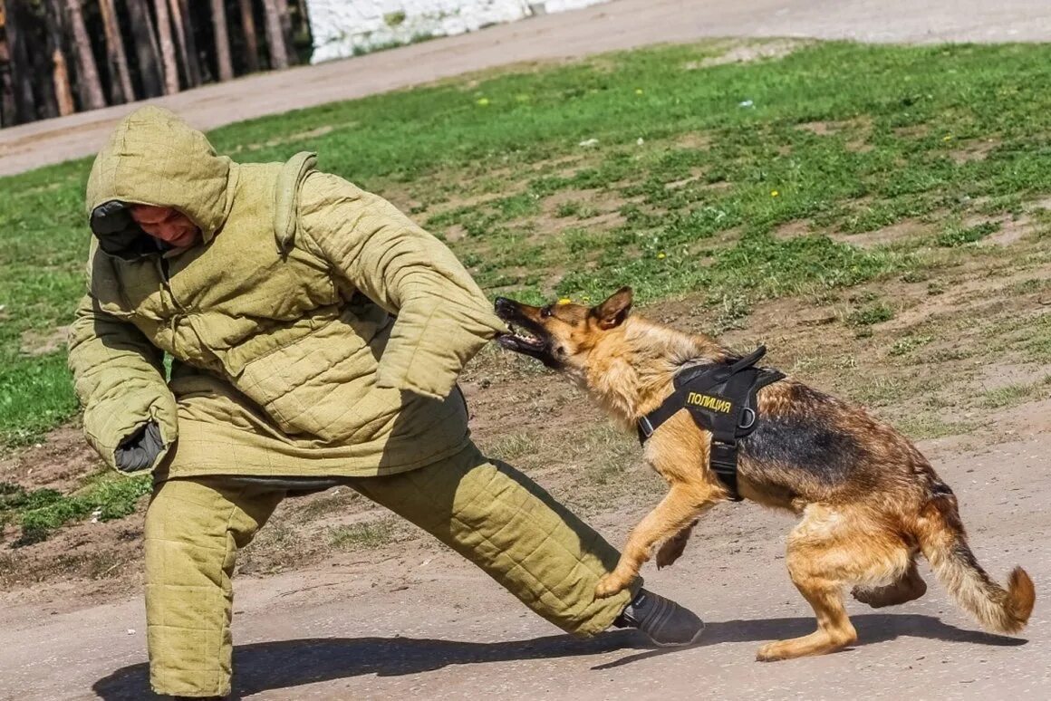 Почему собаки занимаются. Профессия кинолог. Служебные собаки. Тренировка служебных собак. Кинолог с собакой.