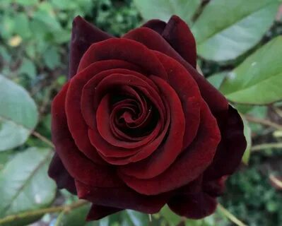 Black rose 2