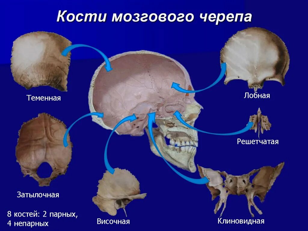 Мозговой отдел черепа кости соединение. Кости мозгового отдела черепа. Клиновидная и затылочная кость. Клиновидная кость черепа анатомия отдел черепа. Кости мозгового отдела черепа анатомия.