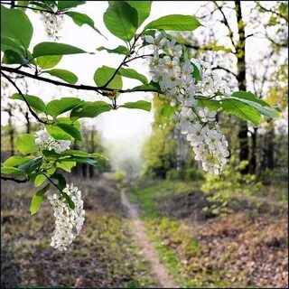 Весной цветет черемуха
