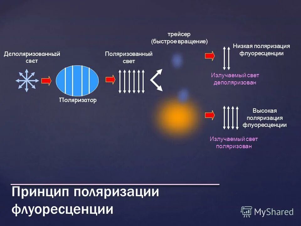 Принцип поляризации. Принцип поляризации света. Плоскополяризованная электромагнитная волна. Принцип работы и устройство поляризаторов света. Принцип работы поляризатора.