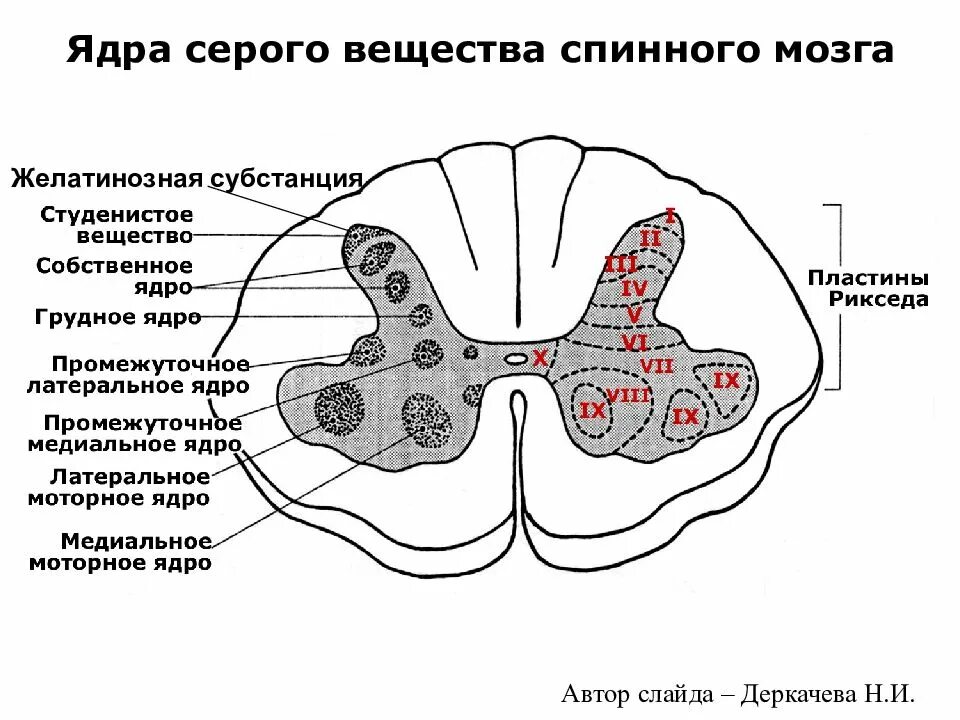 Задний рог серого вещества спинного мозга. Ядра заднего рога спинного мозга гистология. Желатинозная субстанция спинного мозга. Ядра серого вещества спинного мозга анатомия. Строение спинного мозга гистология.